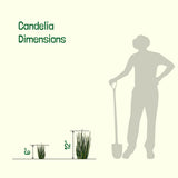 Candelia plant dimensions shown with a person silhouette holding a shovel for scale on a white background.