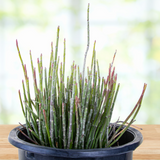 Potted Candelilla plant with thin green stems on a wooden surface