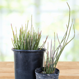 Two potted Candelilla plants on a wooden surface with a blurred natural background