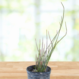 Potted Candelilla plant on a wooden surface with a blurred natural background