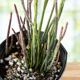 Potted Candelilla plant with thin green stems and small pink buds on a blurred background