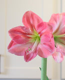 Candy Floss® Symphony Amaryllis