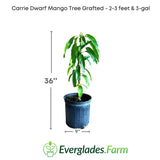 Carrie Dwarf Mango Tree Grafted plant with dimensions and Everglades Farm logo on a white background