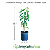 Carrie Dwarf Mango Tree Grafted by Everglades Farm with dimensions and plant pot size on a white background.