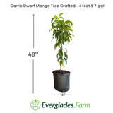 Carrie Dwarf Mango Tree Grafted by Everglades Farm with dimensions on a white background