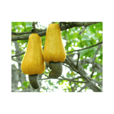 Cashew Tree, Yellow Fruit hanging from a tree branch with a blurred green background