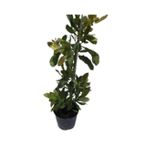 Cashew Tree, Yellow Fruitwith green leaves on a white background