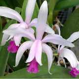 Cattleya intermedia