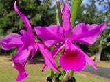 Cattleya Lucia Fernandez