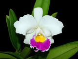 Cattleya Manuel Moran