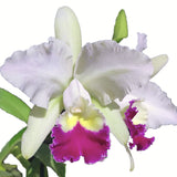Cattleya Monarca