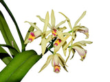 Cattleya My Special Angel