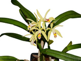 Cattleya My Special Angel