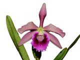 Cattleya Pacavia