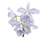 Cattleya Roque Sevilla