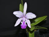 Cattleya Thayeriana