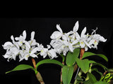 Guarianthe skinneri f. alba