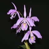 Cattleya maxima yellow lip 'Ingrid' x cod 8052