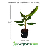 Cavendish Dwarf Banana plant in a pot with dimensions and Everglades Farm logo.
