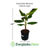 Cavendish banana plant in a pot with dimensions and Everglades Farm logo.