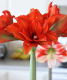 Celica Regular Amaryllis - 22-26 cm bulb