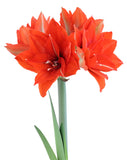 Celica Regular Amaryllis - 22-26 cm bulb