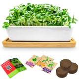 Gardening kit with microgreens in a white container, seed packets, and coir pots on a white background.