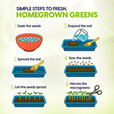 Step-by-step guide to growing homegrown greens with illustrations and text.
