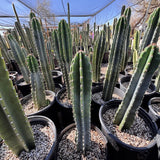 Row of potted Peruvian Apple Cacti in a greenhouse setting