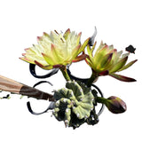 Cereus Twist Cactus plant with flowers on a white background