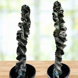 Two twisted Cereus Twist Cactus in black pots on a wooden surface with a blurred green background.