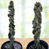 Two potted Cereus Twist Cactus plants with twisted stems on a wooden surface with a blurred natural background.