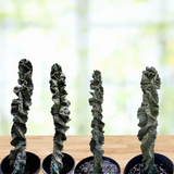 Four twisted Cereus Twist Cacti in black pots on a wooden surface with a blurred green background