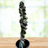 Cereus Twist Cactus plant in a pot on a wooden surface with a blurred natural background