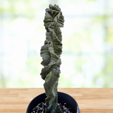 Spiky Cereus Twist Cactus plant in a pot on a wooden surface with a blurred natural background