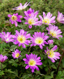 Charmer Anemone blanda