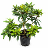 Chionoides Rhododendron