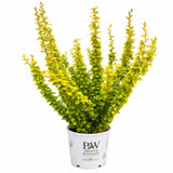 Sunjoy Gold Pillar® Barberry