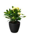 Euphorbia Milii Crown of Thorns Flowers
