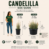 Candelilla