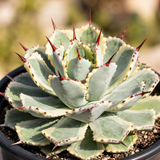 Agave Potatorum Kichiokhan Marginata