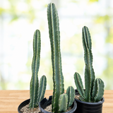 Peruvian Apple Cactus