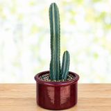 Peruvian Apple Cactus