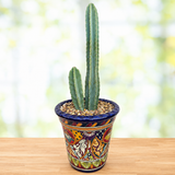 Peruvian Apple Cactus