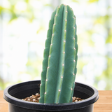 Peruvian Apple Cactus