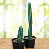 Peruvian Apple Cactus
