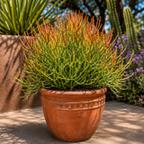 Firesticks Pencil Cactus for Sale | Euphorbia tirucalli 'Firesticks'