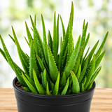 Aloe 'Crosby's Prolific'