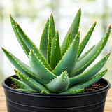 Aloe Brevifolia