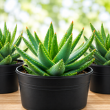 Aloe Brevifolia